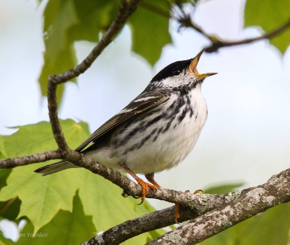 Tom Younkin, kingbirder.com